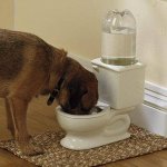 water dish.jpg