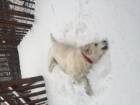 Belli in snow 1.JPG