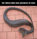 snake.jpg