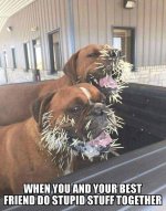dogs.jpg