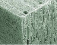 wood cells.jpg
