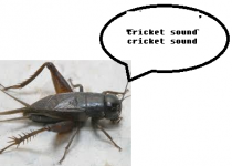 cricket.PNG