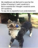 taxidermy.jpg