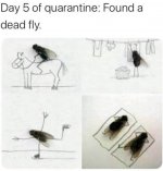 dead fly.jpg