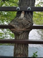 Funny Tree.jpg