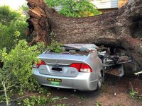 trees rock.jpg