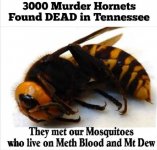 murder hornets 2.jpg