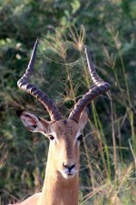 antelope.jpg