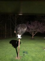 bird.jpg
