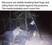 hogs.jpg