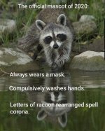Raccoon.JPG