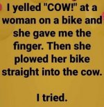 cow.jpg