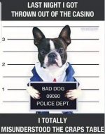 Casino Dog.jpg