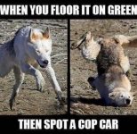 Cop car.jpg