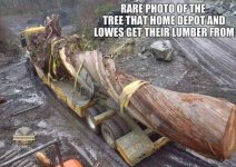 tree.jpg