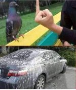 pigeon.jpg pigeon.jpg