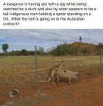 kangaroo 2.jpg