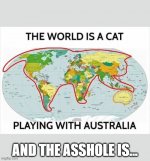 cat.jpg