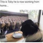 SHEEP DOG.jpg