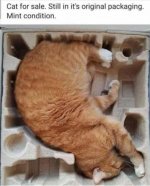sleeping cat.jpg