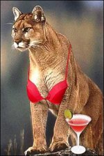 Cougar on the Prowl.jpg
