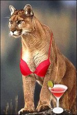 Cougar on the Prowl.jpg