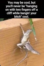 lizards 2.jpg