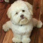 pup.jpg