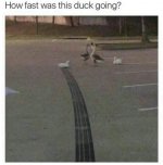 duck.jpg