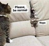 be normal.jpg