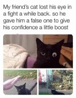 cat.jpg