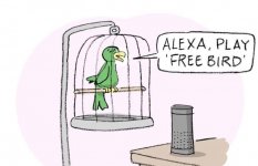 Free Bird.jpg
