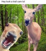 cam.jpg