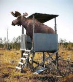 Moose stand.jpg