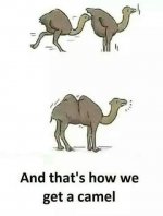 Camel.jpg
