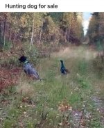 Hunting Dog for Sale.jpg
