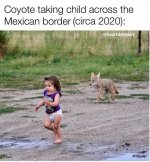 coyote.jpg