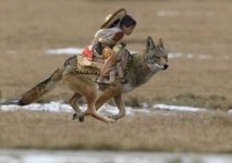 coyote 2.jpg