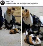 hamster.jpg