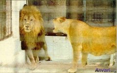 Life_of_Men_After_Marriage.jpg