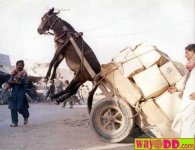 funny-pictures-mule-trouble-0WS.jpg
