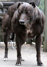 RocketDog.jpg
