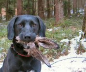 SpottheEasterBunny [640x480].jpg
