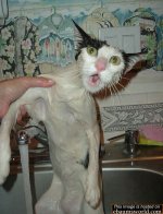 wetpussy.jpg