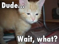kittah_high.jpg