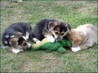 dog v gator_edited.jpg
