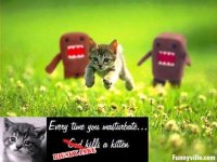 kitten.jpg kitten.jpg