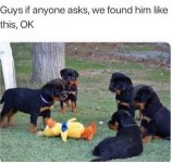 spicydogmemes_125985997_444751419843221_8349632258347589395_n.jpg