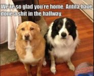dogs.JPG
