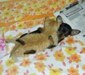 animal+humor.jpg